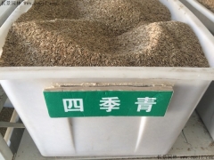 四季青草(cǎo)種子