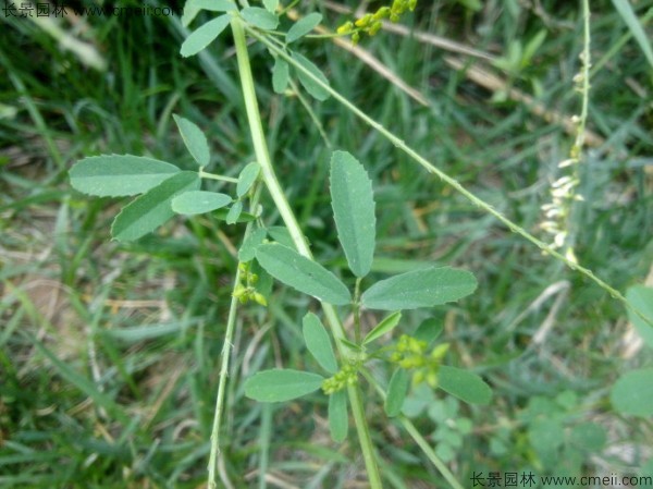 草(cǎo)木(mù)犀種子發芽出苗圖片