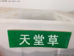 天堂草(cǎo)種子