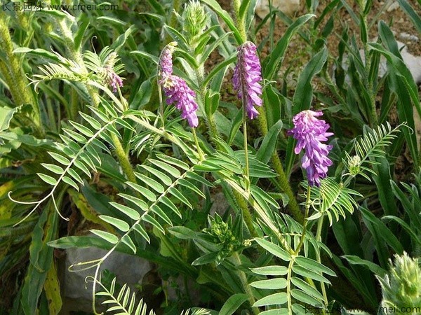 光葉紫花(huā)苕種子發芽出苗圖片