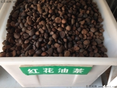 紅花(huā)油茶種子