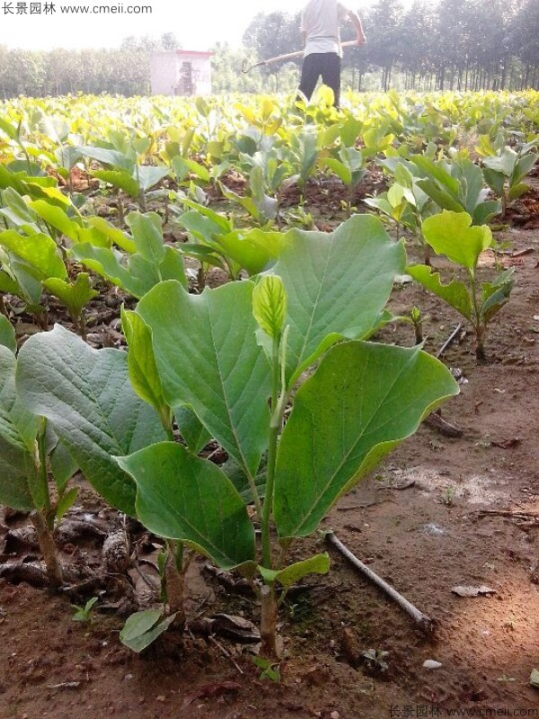 紫玉蘭種子發芽出苗圖片