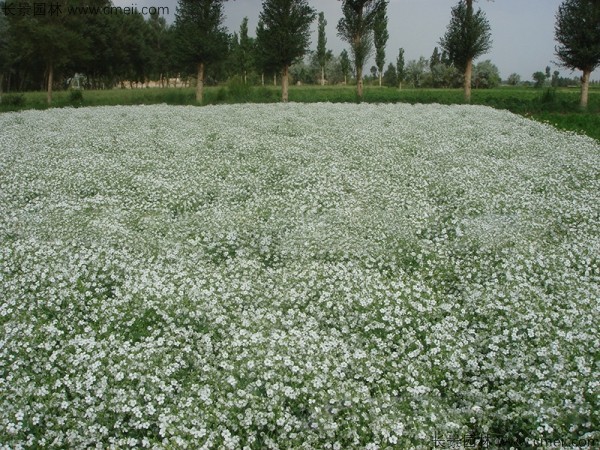 滿天星植物(wù)開花(huā)圖片