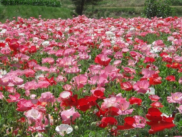 虞美人開花(huā)圖片花(huā)海