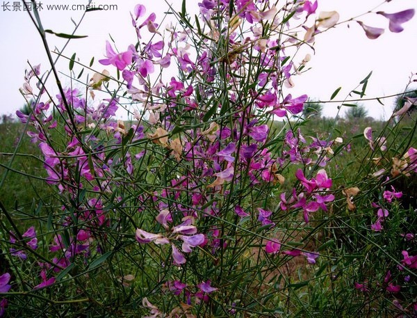 花(huā)棒開花(huā)圖片