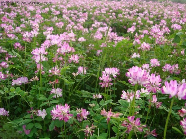 紫雲英種子發芽出苗開花(huā)圖片