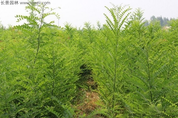 國(guó)槐種子發芽出苗圖片