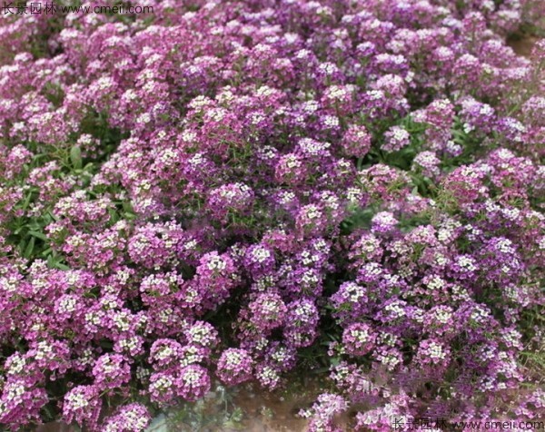 香雪(xuě)球種子發芽出苗開花(huā)圖片