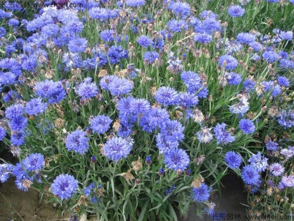 矢車(chē)菊種子發芽出苗開花(huā)圖片