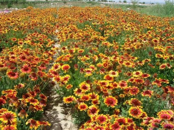 天人菊種子發芽出苗開花(huā)圖片