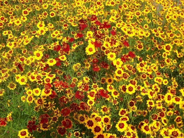 金雞菊種子發芽出苗開花(huā)圖片