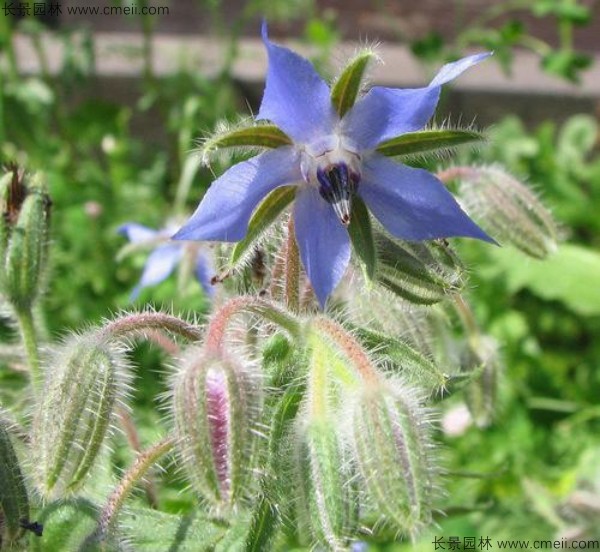 琉璃苣種子發芽出苗開花(huā)圖片