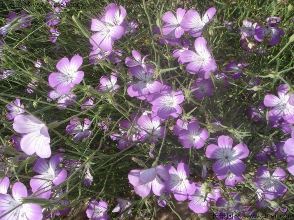 麥仙翁種子發芽出苗開花(huā)圖片