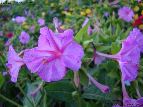 紫茉莉種子發芽出苗開花(huā)圖片