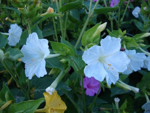 紫茉莉種子發芽出苗開花(huā)圖片