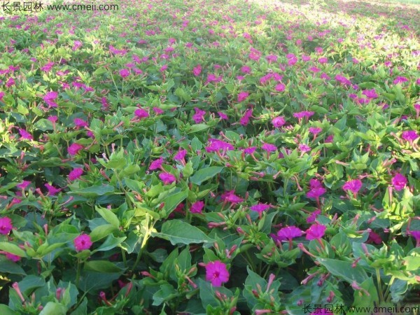 紫茉莉種子發芽出苗開花(huā)圖片