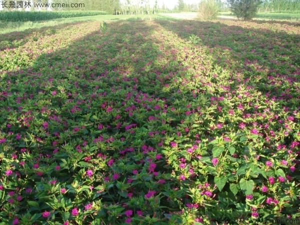 紫茉莉種子發芽出苗開花(huā)圖片