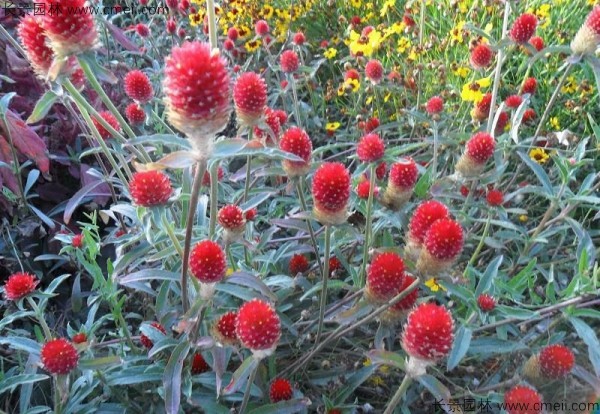 千日紅種子發芽出苗開花(huā)圖片