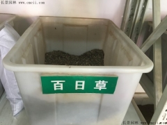 百日草(cǎo)種子