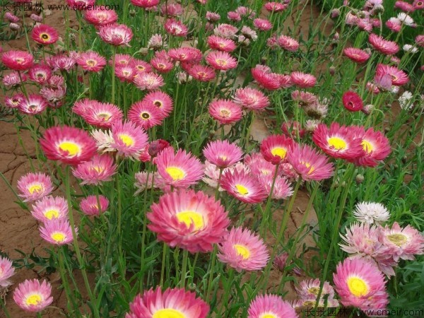 永生菊種子發芽出苗開花(huā)圖片