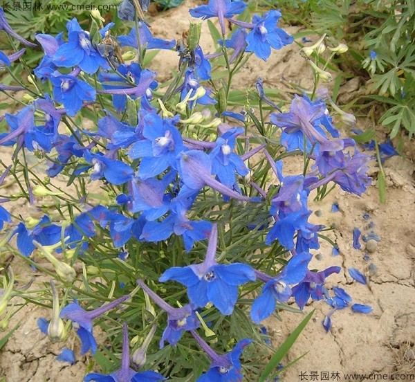 千鳥草(cǎo)種子發芽出苗開花(huā)圖片