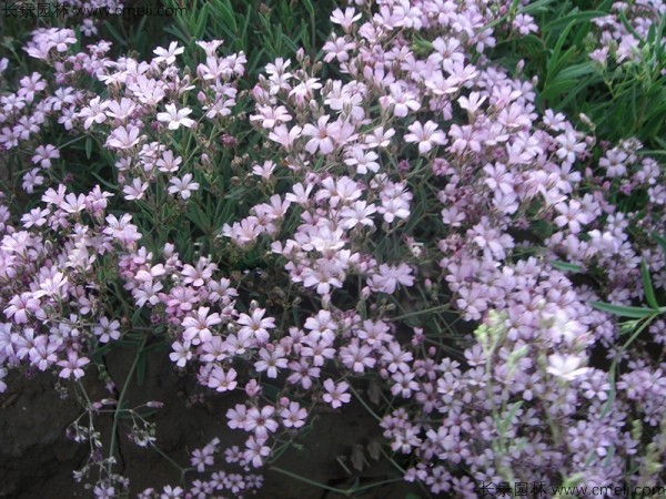 霞草(cǎo)種子發芽出苗開花(huā)圖片