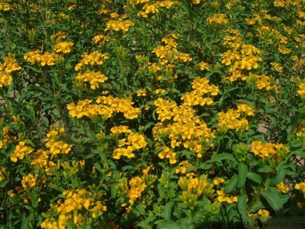 七裏黃種子發芽出苗開花(huā)圖片