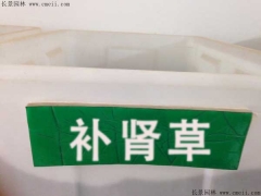 補腎草(cǎo)種子