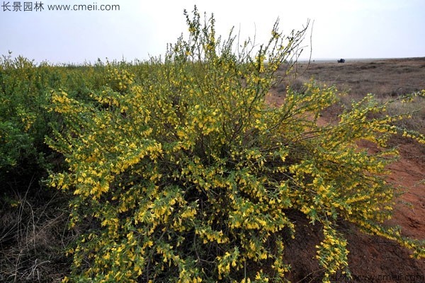 錦雞兒種子發芽出苗開花(huā)圖片