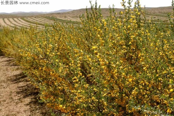 錦雞兒種子發芽出苗開花(huā)圖片