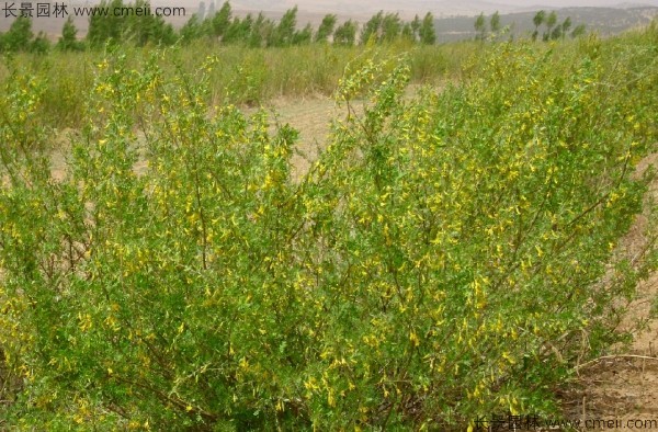 錦雞兒種子發芽出苗開花(huā)圖片