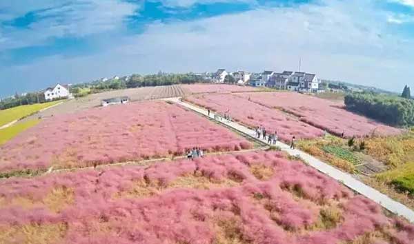 粉黛亂子草(cǎo)種子發芽出苗圖片