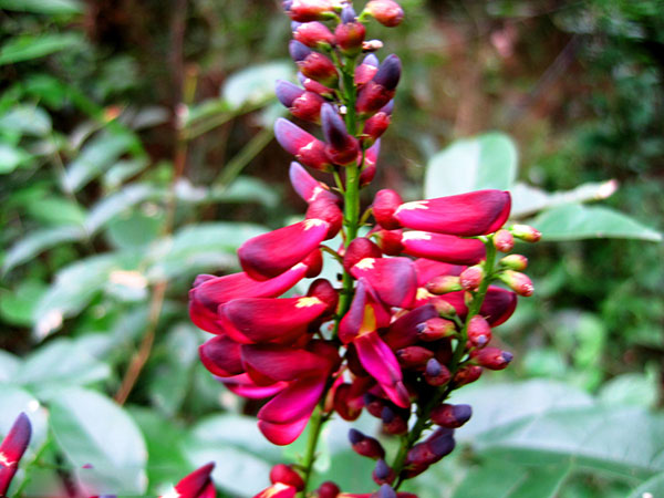 雞血藤樹苗開花(huā)圖片