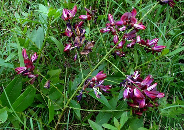 雞血藤樹苗開花(huā)圖片