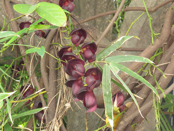 雞血藤樹苗開花(huā)圖片