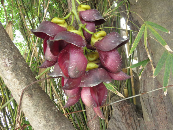 雞血藤樹苗開花(huā)圖片