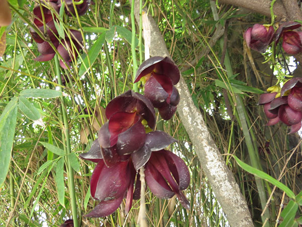 雞血藤樹苗開花(huā)圖片