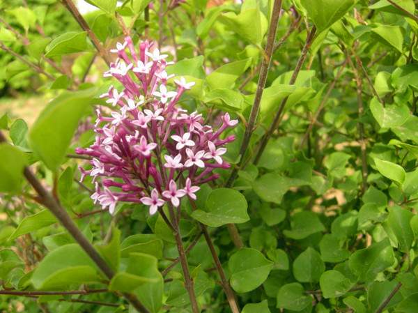 小(xiǎo)葉丁香花(huā)苗