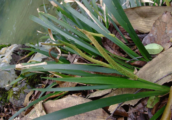 石菖蒲--長(cháng)景園林