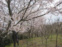 染井吉野櫻花(huā)