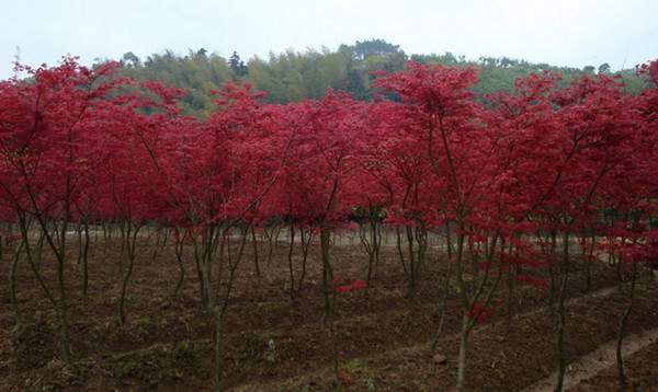 日本紅楓--長(cháng)景園林