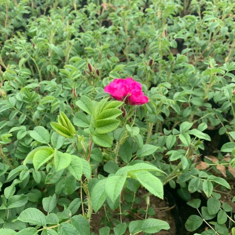 食用(yòng)玫瑰種植基地