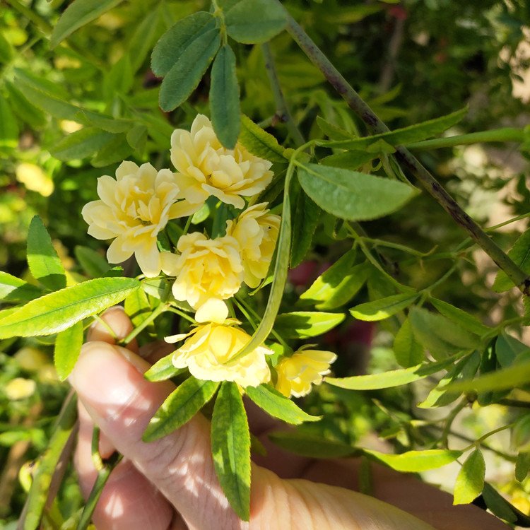 黃色木(mù)香開花(huā)花(huā)朵圖片和葉子圖片