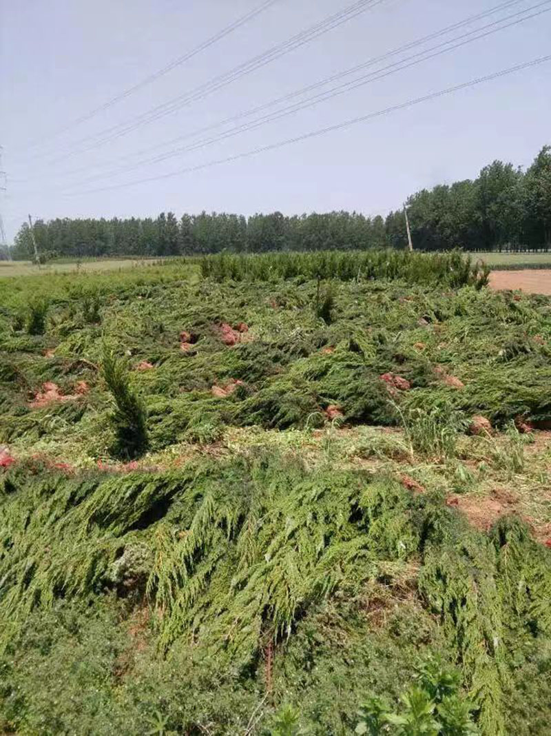 高杆大龍柏樹