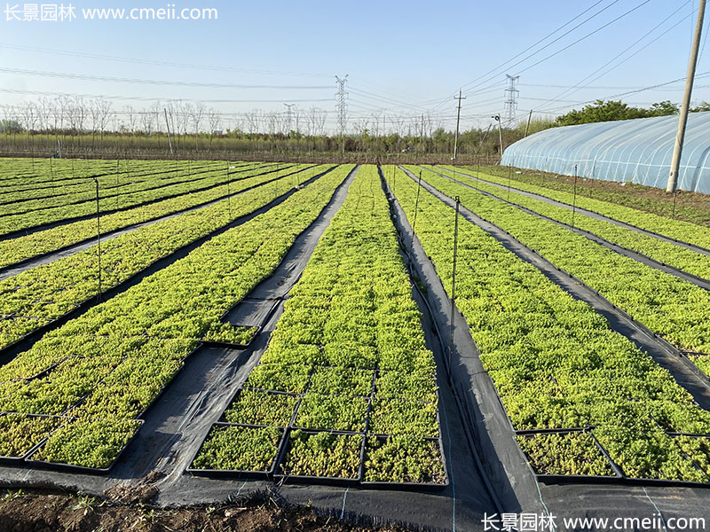 佛甲草(cǎo)托盤苗容器苗直接鋪設