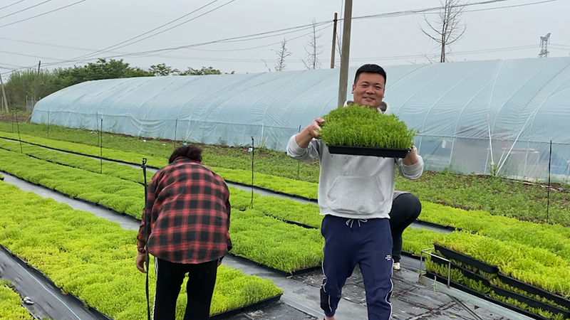 佛甲草(cǎo)托盤苗植種基地