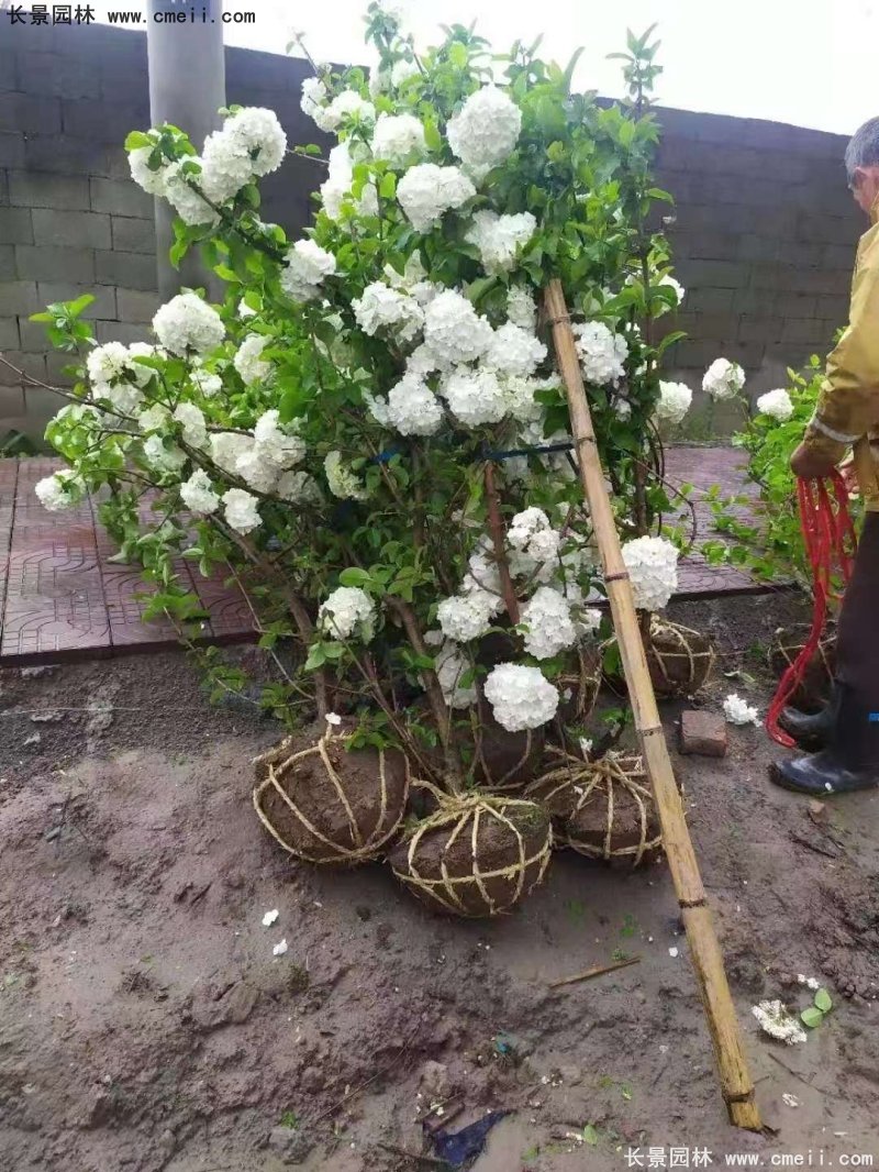 中(zhōng)華木(mù)繡球基地實拍圖片