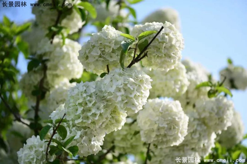 中(zhōng)華木(mù)繡球基地實拍圖片