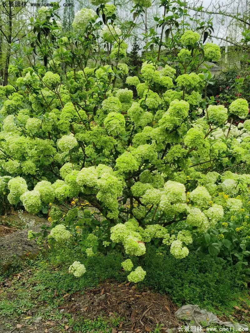 中(zhōng)華木(mù)繡球基地實拍圖片