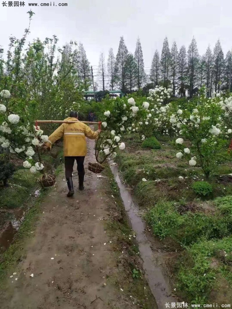 中(zhōng)華木(mù)繡球基地實拍圖片